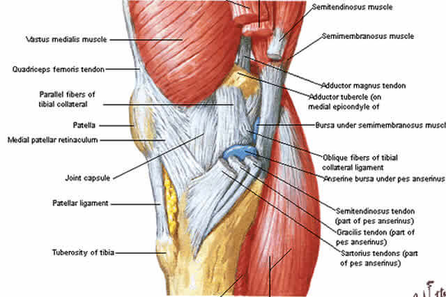 Traumatologia